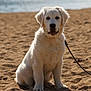 puppy, dog, white_dog, beach, sand, leash, pet, animal, sitting, outdoor, water, nature, cute, young_dog, canine, fur, portrait, friendly, summer, daylight