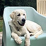 dog, white_dog, plastic_chair, outdoor, greenery, happy, relaxed, tongue_out, pet, animal, canine, fur, sitting, nature, daylight, backyard, wooden_deck, collar, paw, smiling