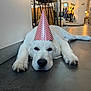 dog, party_hat, white_dog, lying_down, floor, indoor, tile_floor, furniture, chair, cozy, living_room, decorations, relaxed, pet, animal, canine, cute, party, resting, domestic