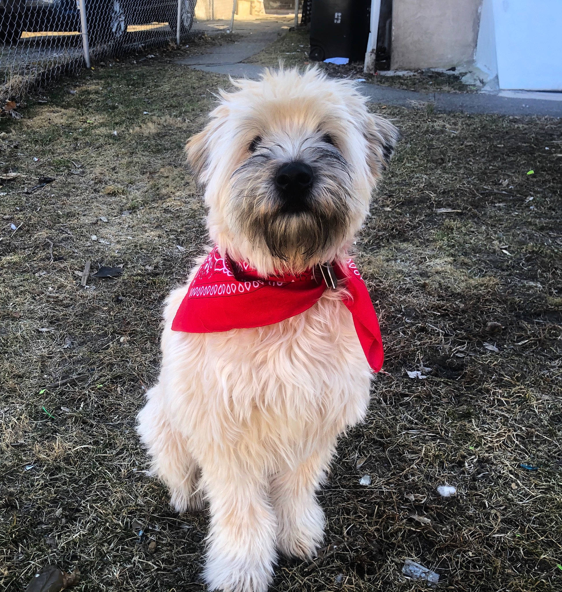 Millie is registered to the contest to win money with this photo: canidae, carnivore, companion_dog, dog, dog_breed, glen_of_imaal_terrier, irish_soft_coated_wheaten_terrier, maltese, mammal, morkie, puppy, rare_breed_dog, schnoodle, shih_tzu, small_terrier, sporting_group, sporting_lucas_terrier, terrier, vertebrate, west_highland_white_terrier
