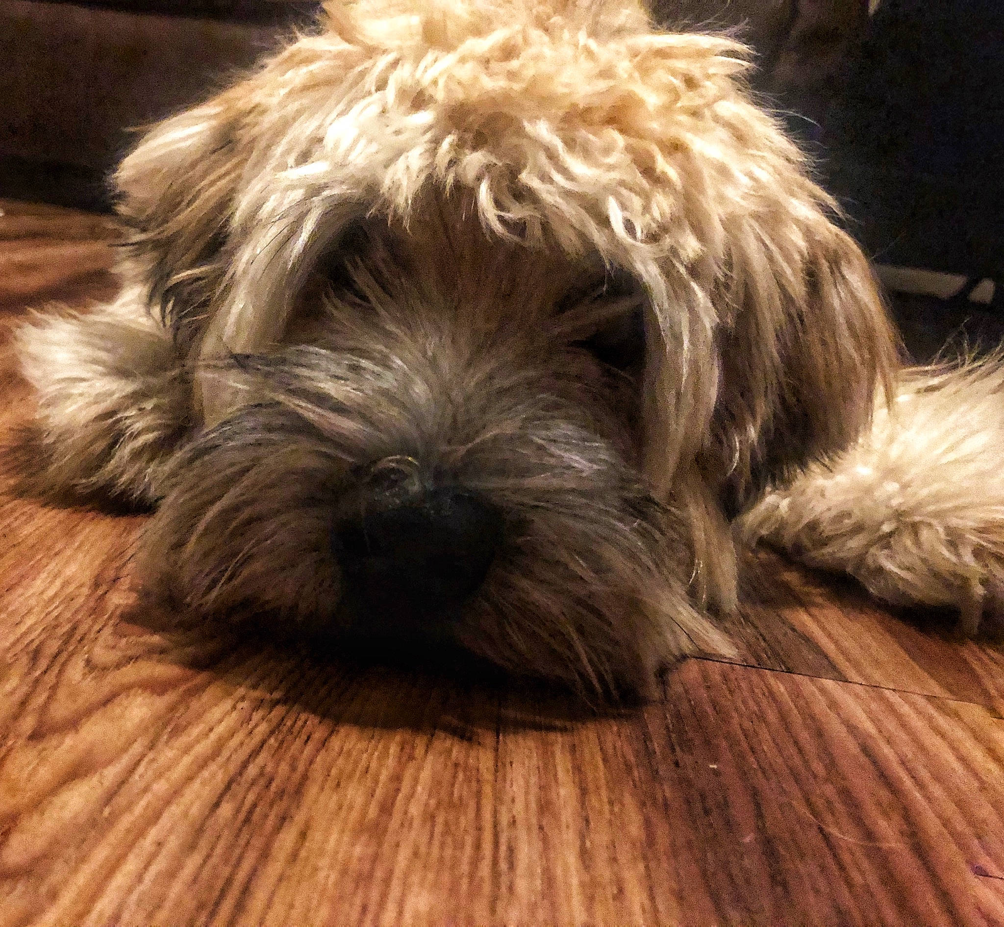 Millie is registered to the contest to win money with this photo: canidae, carnivore, catalan_sheepdog, dog, dog_breed, dutch_smoushond, fur, glen_of_imaal_terrier, irish_soft_coated_wheaten_terrier, mammal, rare_breed_dog, sapsali, schnoodle, small_terrier, snout, sporting_group, sporting_lucas_terrier, terrier, tibetan_terrier, vertebrate