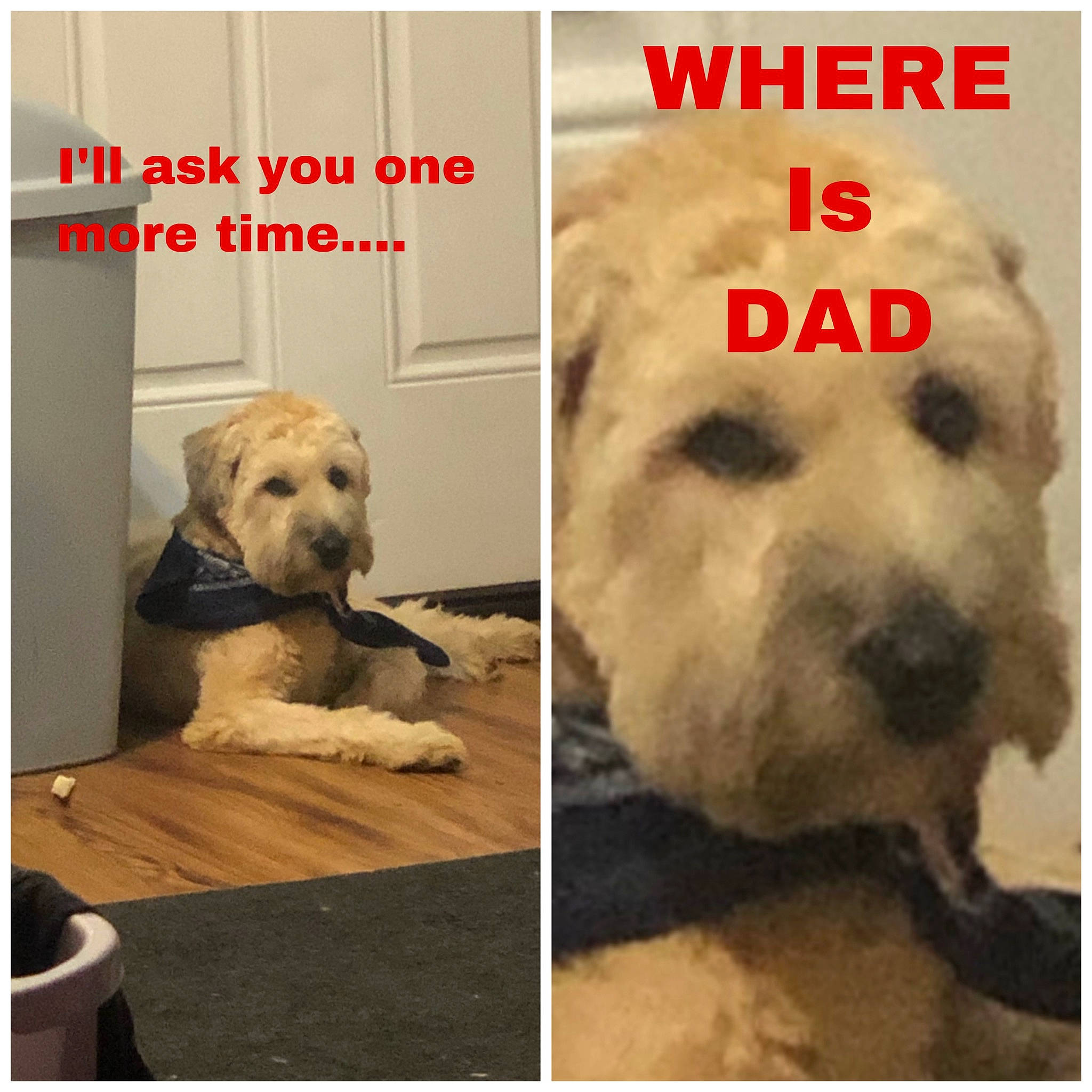 Millie is registered to the contest to win money with this photo: ancient_dog_breeds, canidae, carnivore, companion_dog, dog, dog_breed, golden_retriever, goldendoodle, photo_caption, rare_breed_dog, snout, sporting_group, terrier