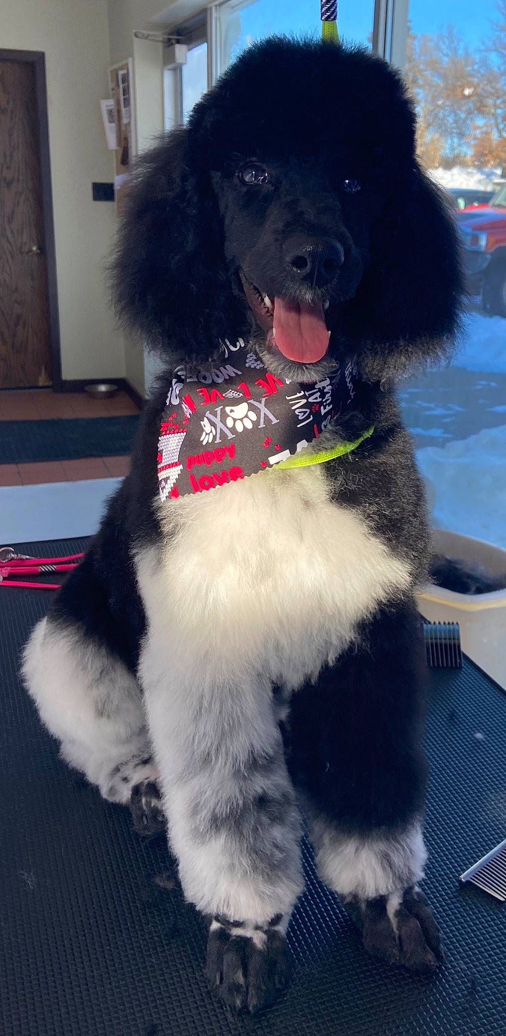 Holly is registered to the contest to win money with this photo: animal_product, canidae, carnivore, collar, companion_dog, dog, dog_breed, dog_collar, dog_supply, fur, giant_dog_breed, gun_dog, hat, natural_material, pet_supply, snout, sporting_group, toy, water_dog, working_animal