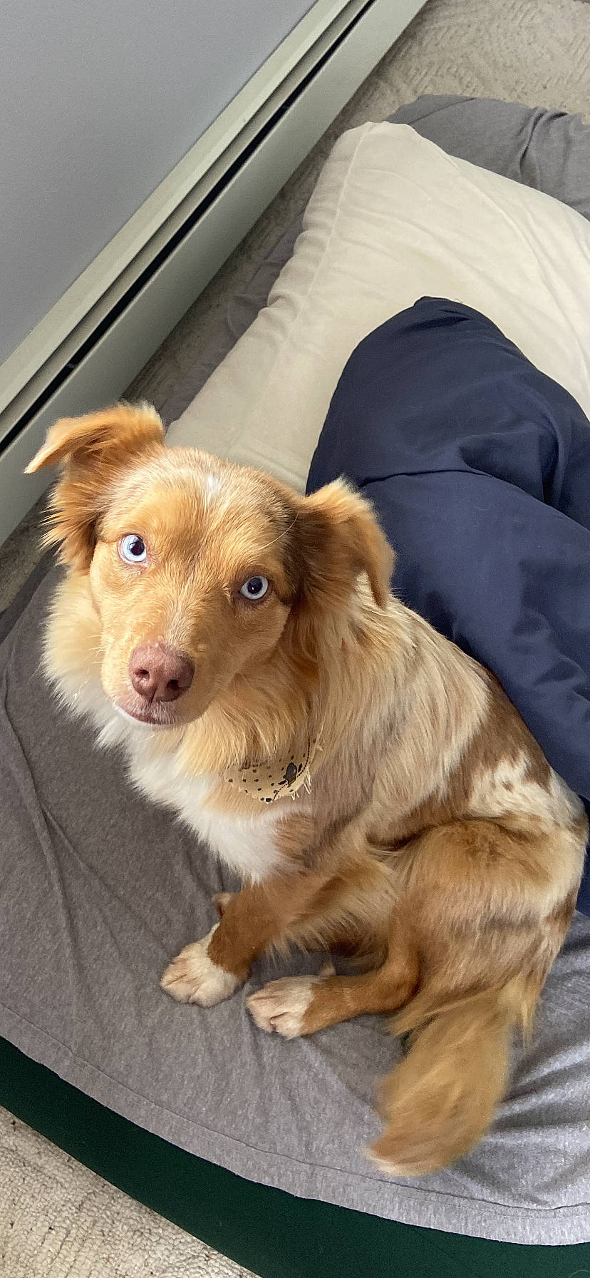 Sophie joined the competition — help win amazing prizes! canidae, carnivore, comfort, companion_dog, dog, dog_breed, dog_supply, fawn, fur, gun_dog, liver, sporting_group, whiskers