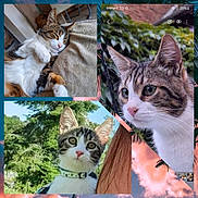 Gyzmo a rejoint le concours — aidez-le/la à gagner de superbes lots ! animal, cat, closeup, collage, collar, couch, curious, ears, feline, fur, greenery, indoor, nature, outdoor, pet, pink_nose, portrait, relaxing, sleeping, whiskers