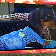 Millie is registered to the contest to win money with this photo: dog, denim_jacket, daisy, wicker_chair, pet, animal, black_and_tan, cute, puppy, indoor, furniture, textile, clothing, sitting, portrait, small_dog, alert, decor, fabric, reflection
