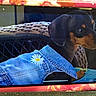 dog, denim_jacket, daisy, wicker_chair, pet, animal, black_and_tan, cute, puppy, indoor, furniture, textile, clothing, sitting, portrait, small_dog, alert, decor, fabric, reflection
