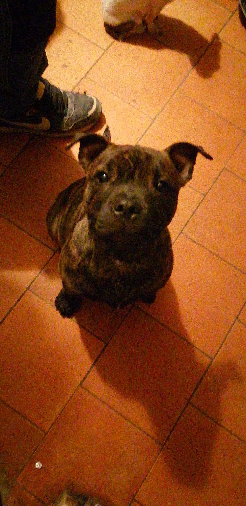 Tazz participe au concours pour gagner de l'argent avec cette photo : canidae, carnivore, collar, companion_dog, dog, dog_breed, dog_collar, fawn, flooring, fur, guard_dog, liver, pet_supply, snout, sporting_group, tail, terrestrial_animal, tile_flooring, walking_shoe, working_animal