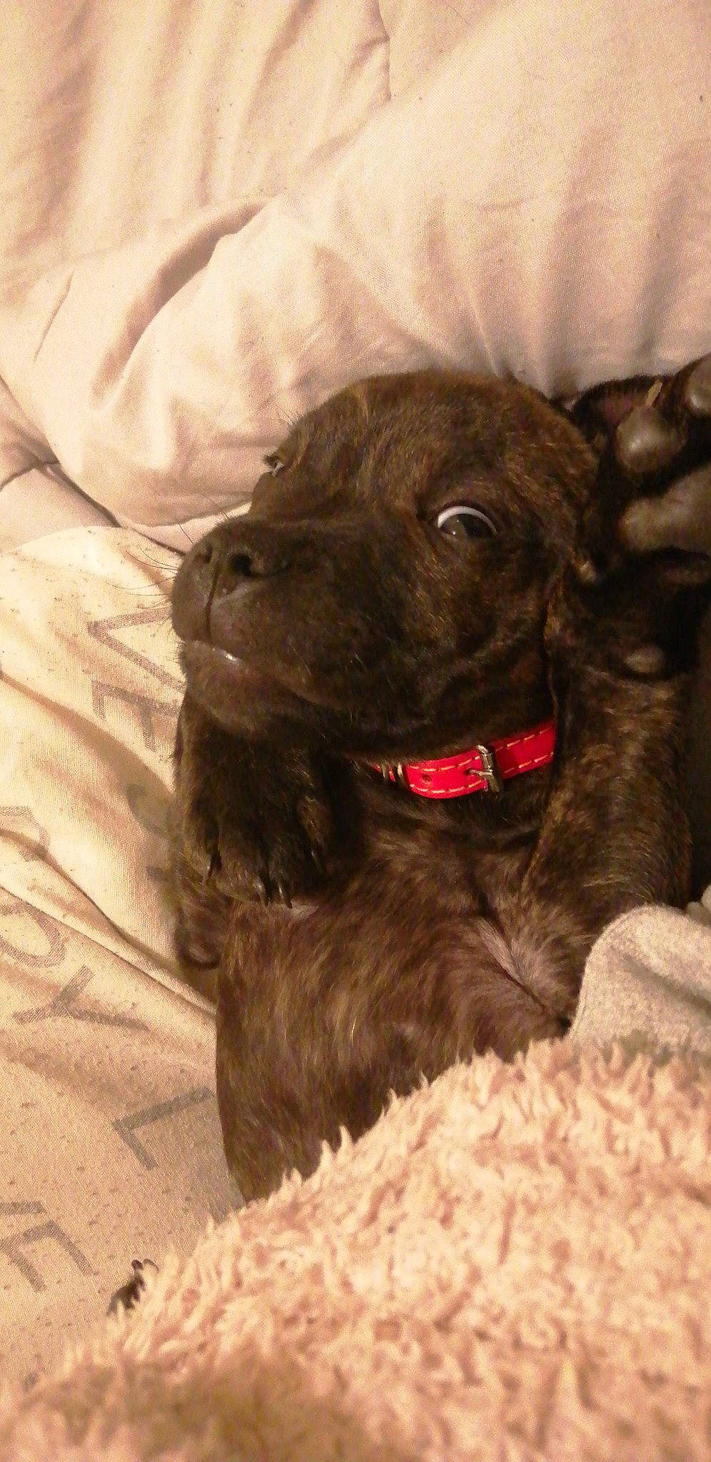 Tazz participe au concours pour gagner de l'argent avec cette photo : borador, carnivore, claw, collar, comfort, companion_dog, dog, dog_breed, dog_collar, fawn, fur, guard_dog, liver, non_sporting_group, puppy, sporting_group, terrestrial_animal, whiskers, working_animal, wrinkle