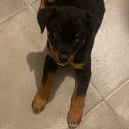 Dana participe au concours pour gagner de l'argent avec cette photo : puppy, dog, black, tan, floor, tile, pet, animal, cute, young, canine, looking_up, indoor, small, fur, paws, adorable, companion, laying, playful