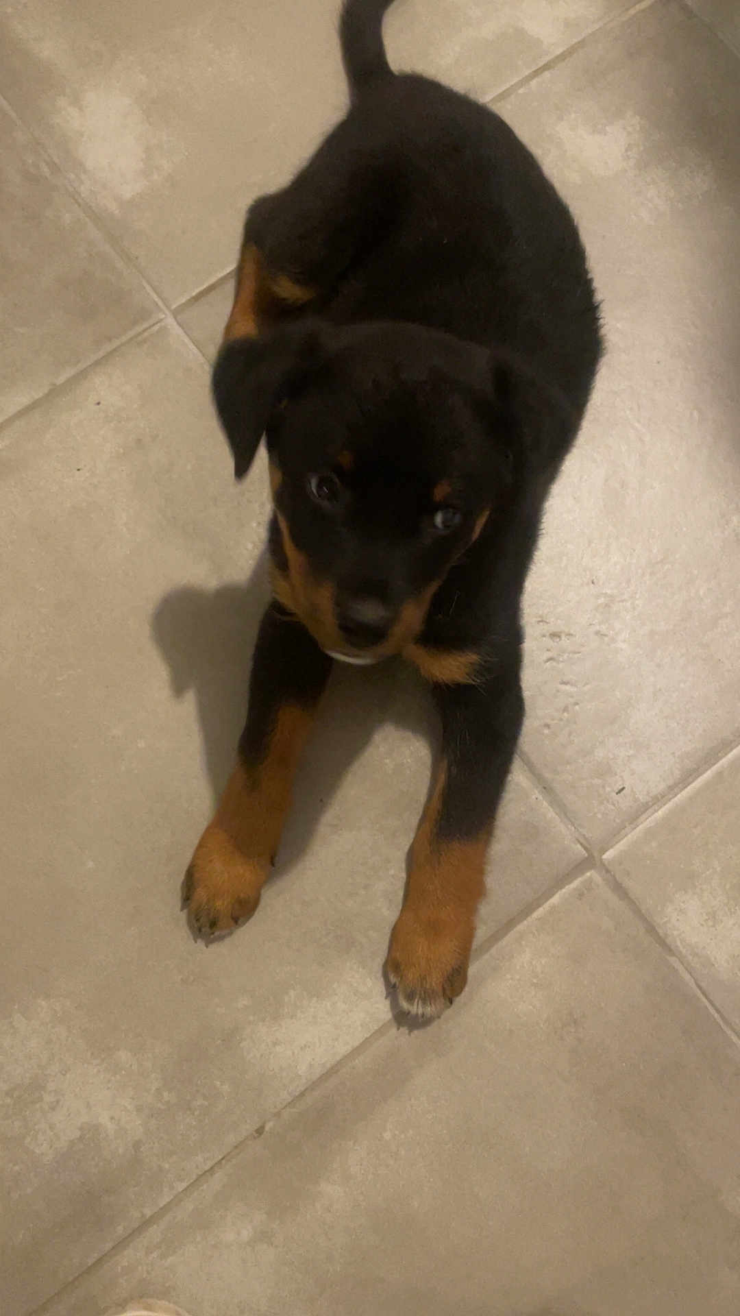 Dana participe au concours pour gagner de l'argent avec cette photo : puppy, dog, black, tan, floor, tile, pet, animal, cute, young, canine, looking_up, indoor, small, fur, paws, adorable, companion, laying, playful