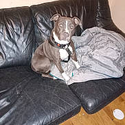 Saphyr participe au concours pour gagner de l'argent avec cette photo : animal, black_leather_couch, blanket, brown_dog, canine, collar, dog, domestic, floor, furniture, home, indoor, leather, living_room, pet, quiet, scratches, seated, white_markings, wood_floor
