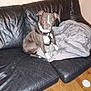 animal, black_leather_couch, blanket, brown_dog, canine, collar, dog, domestic, floor, furniture, home, indoor, leather, living_room, pet, quiet, scratches, seated, white_markings, wood_floor
