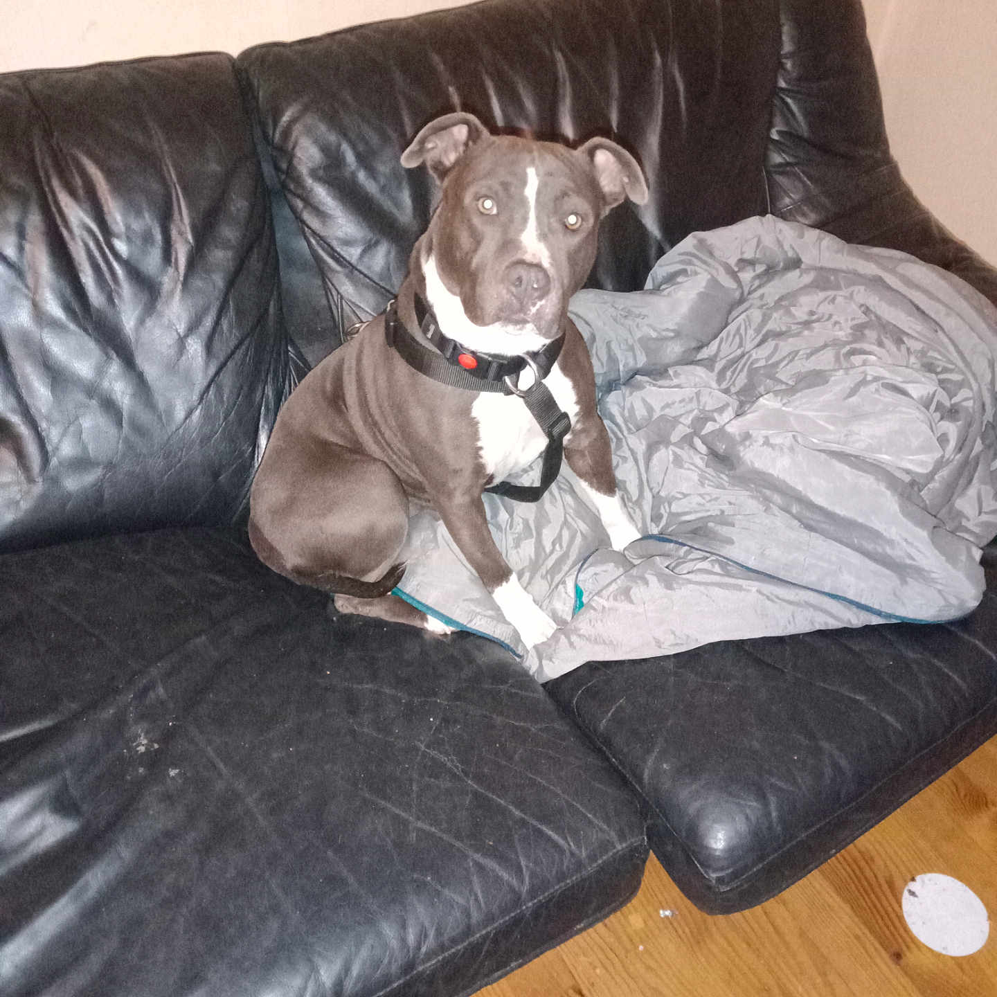Saphyr participe au concours pour gagner de l'argent avec cette photo : animal, black_leather_couch, blanket, brown_dog, canine, collar, dog, domestic, floor, furniture, home, indoor, leather, living_room, pet, quiet, scratches, seated, white_markings, wood_floor