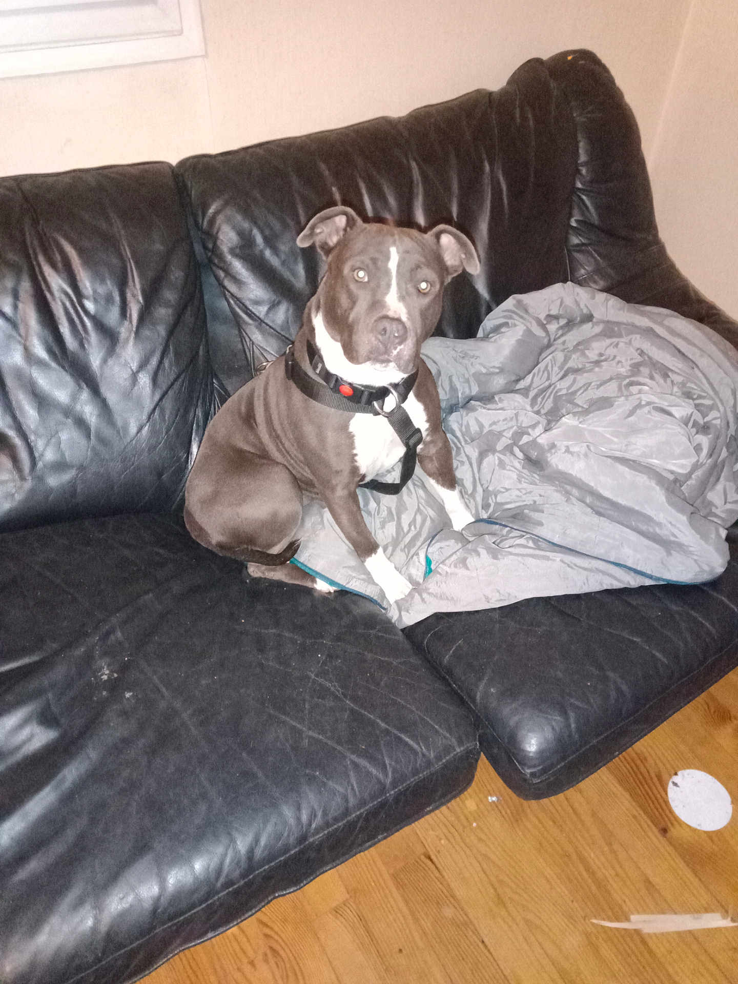 Saphyr participe au concours pour gagner de l'argent avec cette photo : animal, black_leather_couch, blanket, brown_dog, canine, collar, dog, domestic, floor, furniture, home, indoor, leather, living_room, pet, quiet, scratches, seated, white_markings, wood_floor