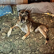 Doc is registered to the contest to win money with this photo: animal, black, blanket, brown, camouflage_pattern, canine, couch, dog, domestic, ears, eyes, fur, home, indoor, laying_down, paw, pet, relaxed, tail, wood_paneling