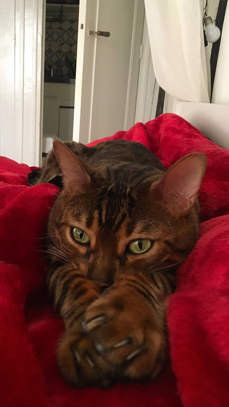 Nelson a rejoint le concours — aidez-le/la à gagner de superbes lots ! bed, bedding, big_cats, black_cat, carnivore, cat, claw, comfort, domestic_short_haired_cat, door, fawn, felidae, fur, linens, room, small_to_medium_sized_cats, snout, tail, terrestrial_animal, whiskers