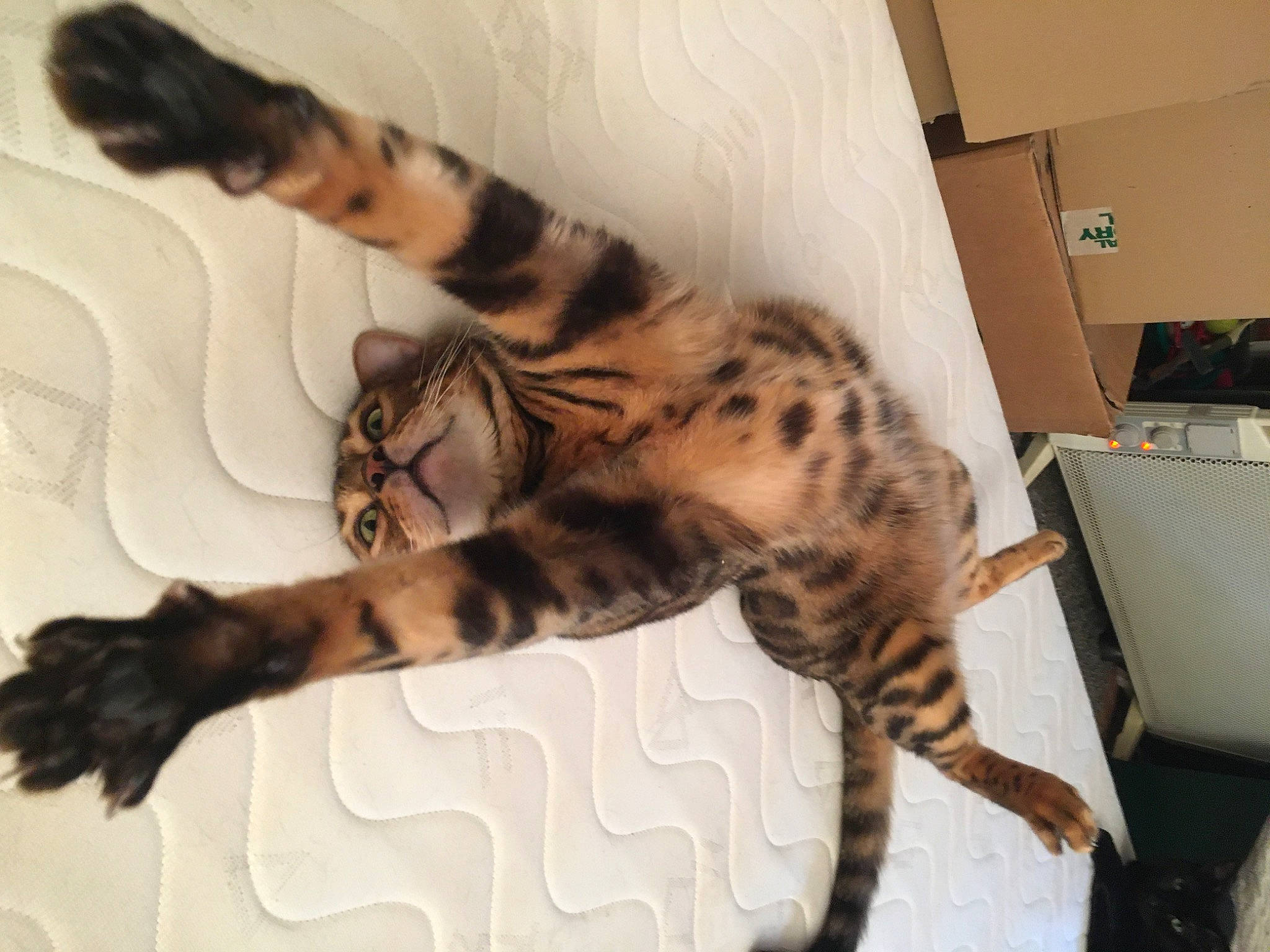 Nelson participe au concours pour gagner de l'argent avec cette photo : bed, big_cats, carnivore, cat, claw, comfort, domestic_short_haired_cat, felidae, foot, fur, leopard, nap, paw, room, small_to_medium_sized_cats, snout, tail, terrestrial_animal, whiskers, wildlife