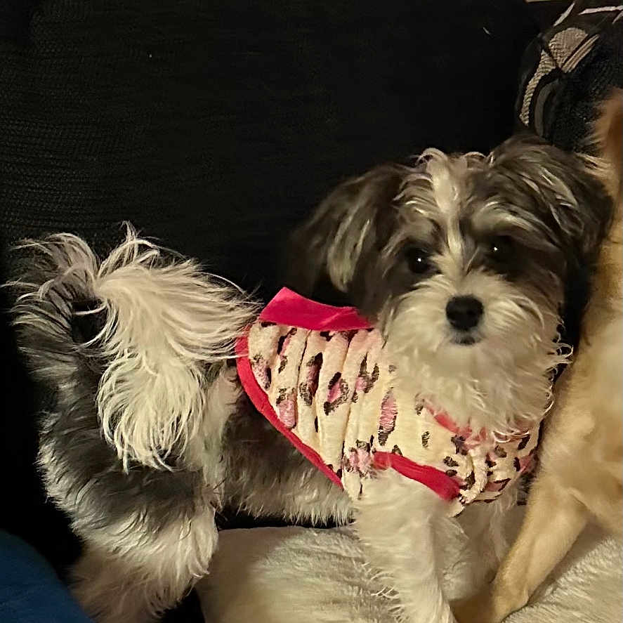 Lilly