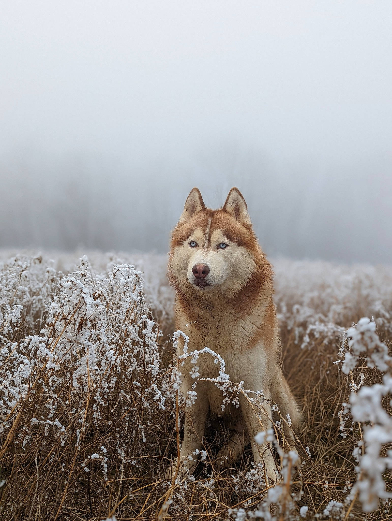 Floki a rejoint le concours — aidez-le/la à gagner de superbes lots ! atmospheric_phenomenon, canis, carnivore, companion_dog, dog, dog_breed, fawn, fog, grass, grassland, natural_landscape, sky, snow, tail, terrestrial_animal, water, wildlife, winter, wolf, working_animal
