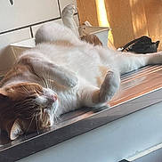 Loky participe au concours pour gagner de l'argent avec cette photo : cat, indoor, relaxed, sunlight, metal_surface, fur, whiskers, sleeping, pet, domestic_animal, orange_and_white, window_light, quiet, resting, animal, cozy, home, cute, feline, calm