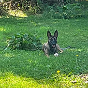 Alma participe au concours pour gagner de l'argent avec cette photo : dog, grass, outdoor, greenery, plant, soccer_ball, pet, animal, sunlight, nature, canine, relaxed, playful, ears_up, summer, yard, leafy, happy, tongue_out, resting