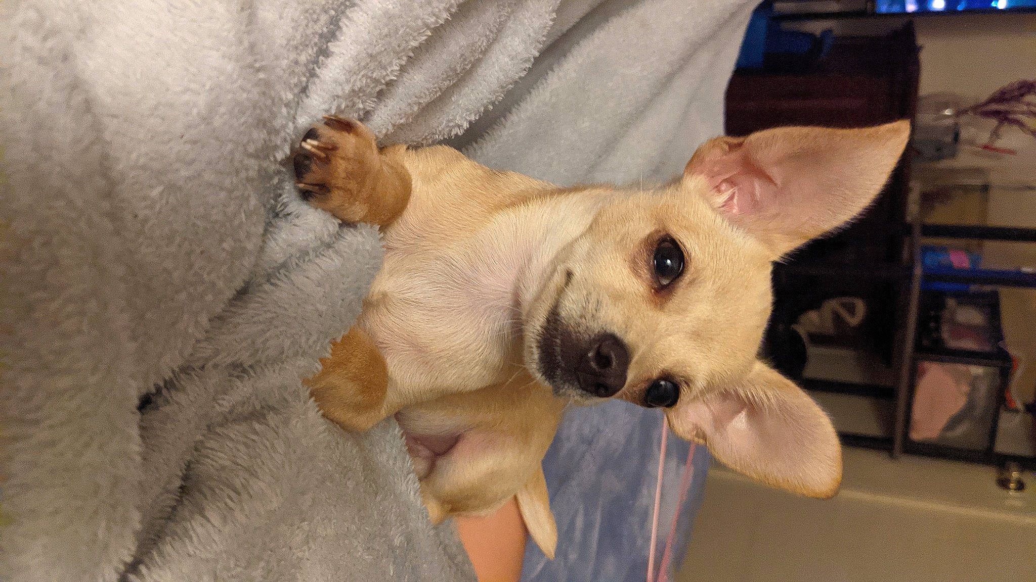 Dash is registered to the contest to win money with this photo: canidae, carnivore, collar, comfort, companion_dog, dog, dog_breed, dog_supply, ear, eye, fawn, fur, non_sporting_group, paw, snout, sporting_group, terrestrial_animal, toy_dog, whiskers, working_animal