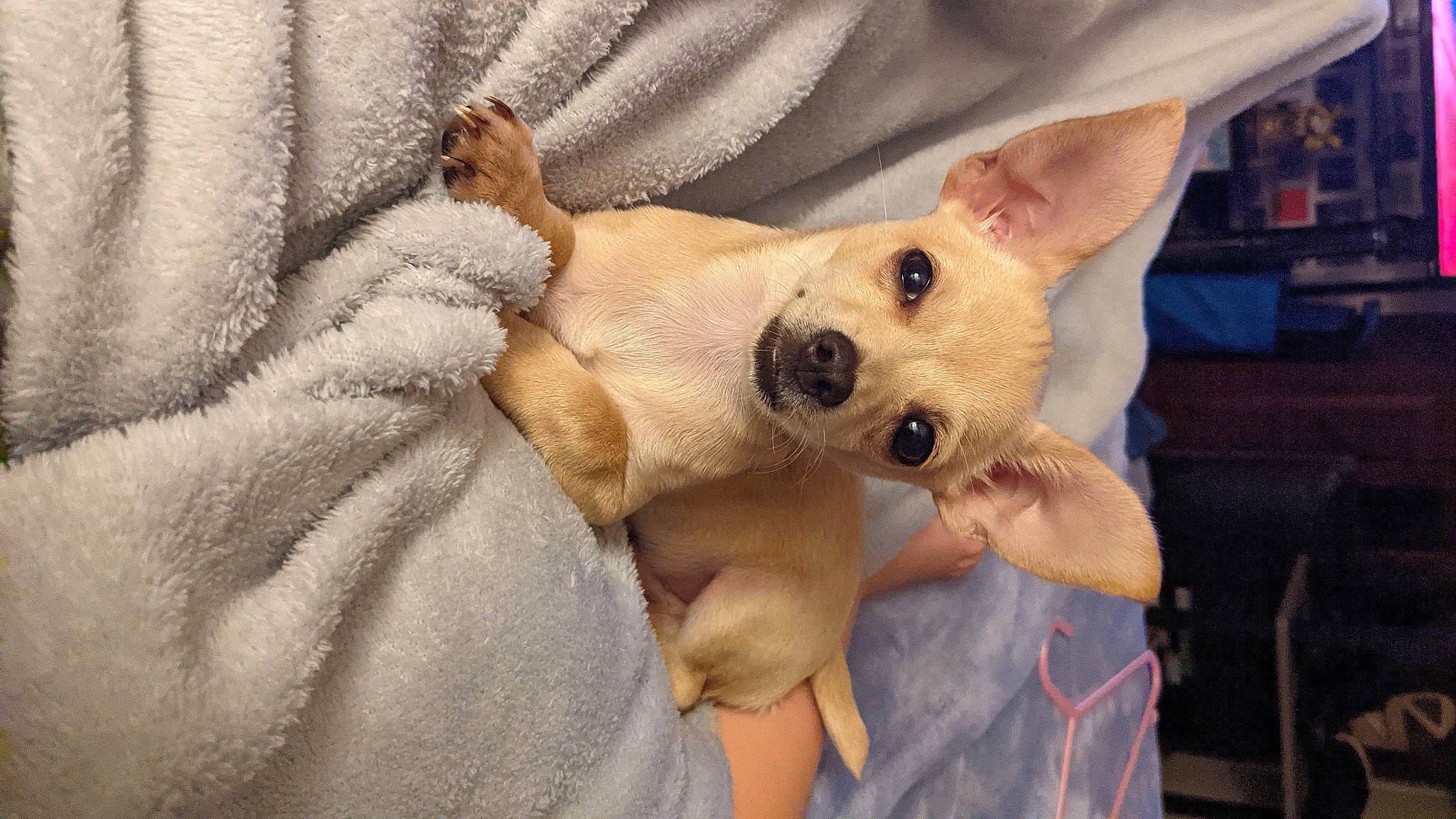 Dash joined the competition — help win amazing prizes! canidae, carnivore, comfort, companion_dog, dog, dog_breed, dog_supply, ear, fawn, foot, fur, non_sporting_group, paw, shelf, snout, sporting_group, terrestrial_animal, toy_dog, whiskers, working_animal