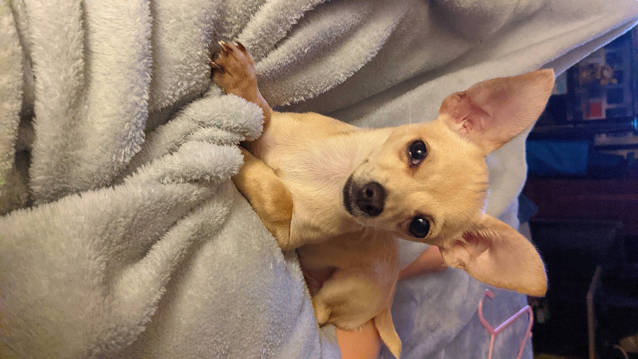 Dash joined the competition — help win amazing prizes! canidae, carnivore, comfort, companion_dog, dog, dog_breed, ear, fawn, fur, non_sporting_group, paw, sporting_group, terrestrial_animal, toy_dog, whiskers, working_animal