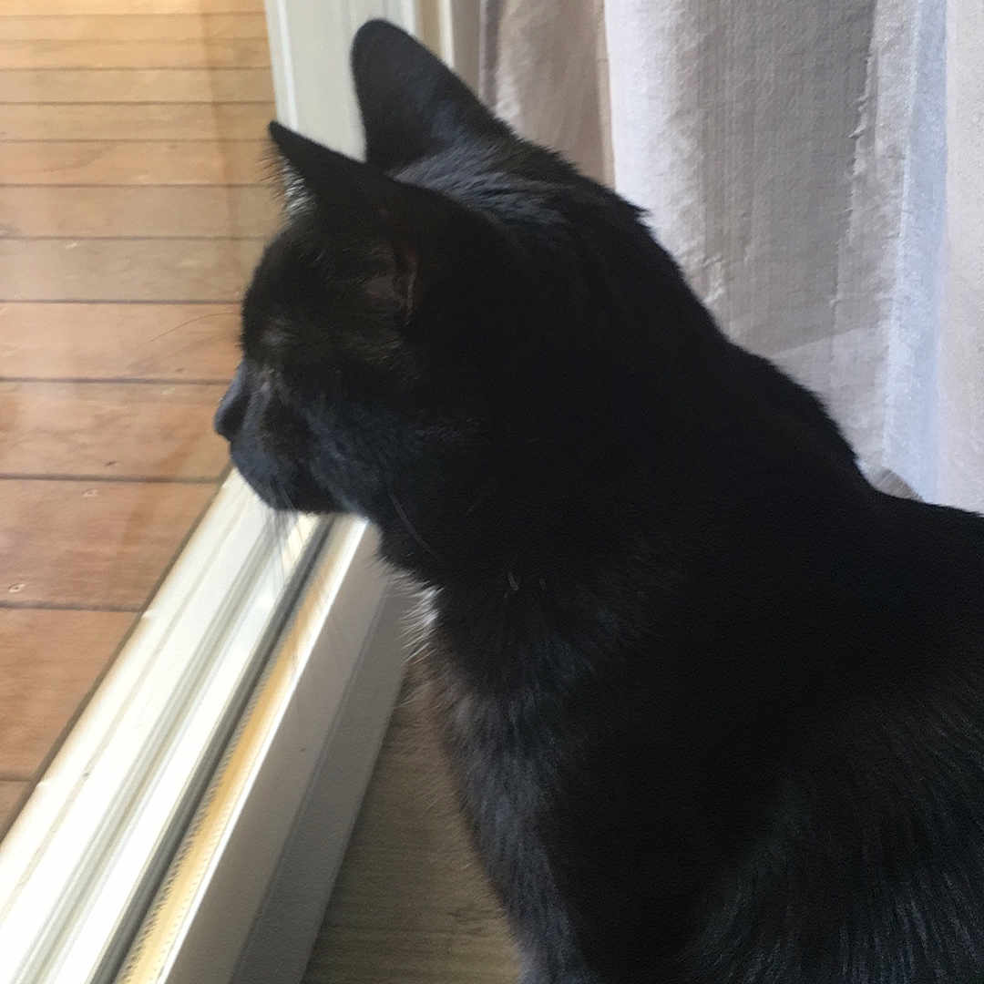 Samaël participe au concours pour gagner de l'argent avec cette photo : animal, bird, blackcat, cat, curtain, door, hardwood, manx, pet, plywood, silhouette, window, windowsill, wood