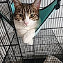 animal, cage, cat, closeup, comfort, ears, feline, fur, hammock, indoor, looking, metal, paws, pet, relaxed, resting, tabby, whiskers, white, yellow_eyes