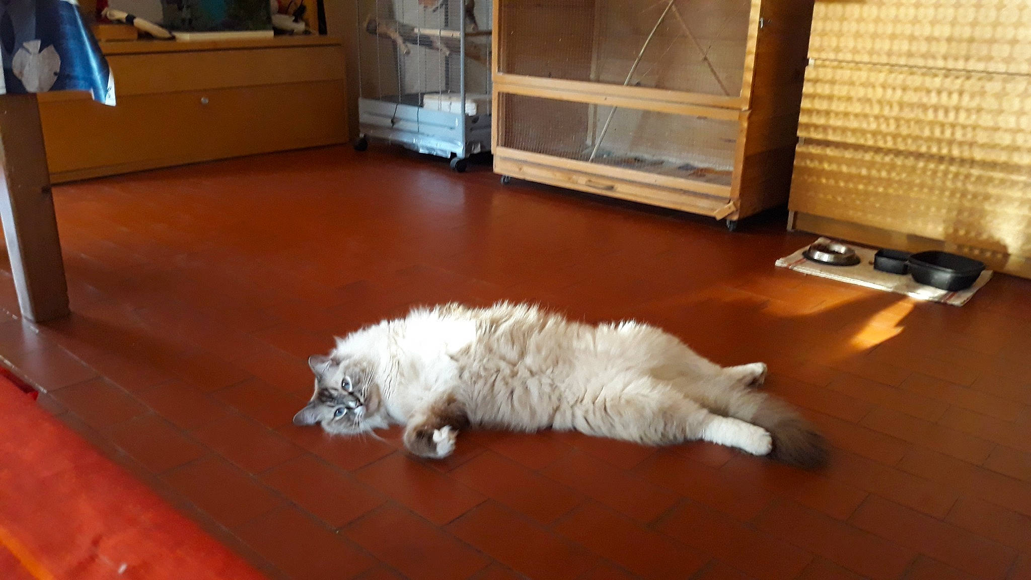Olliver participe au concours pour gagner de l'argent avec cette photo : american_curl, carnivore, cat, felidae, floor, flooring, fur, hardwood, mammal, persian, room, selkirk_rex, small_to_medium_sized_cats, tail, turkish_angora, whiskers, wood, wood_flooring
