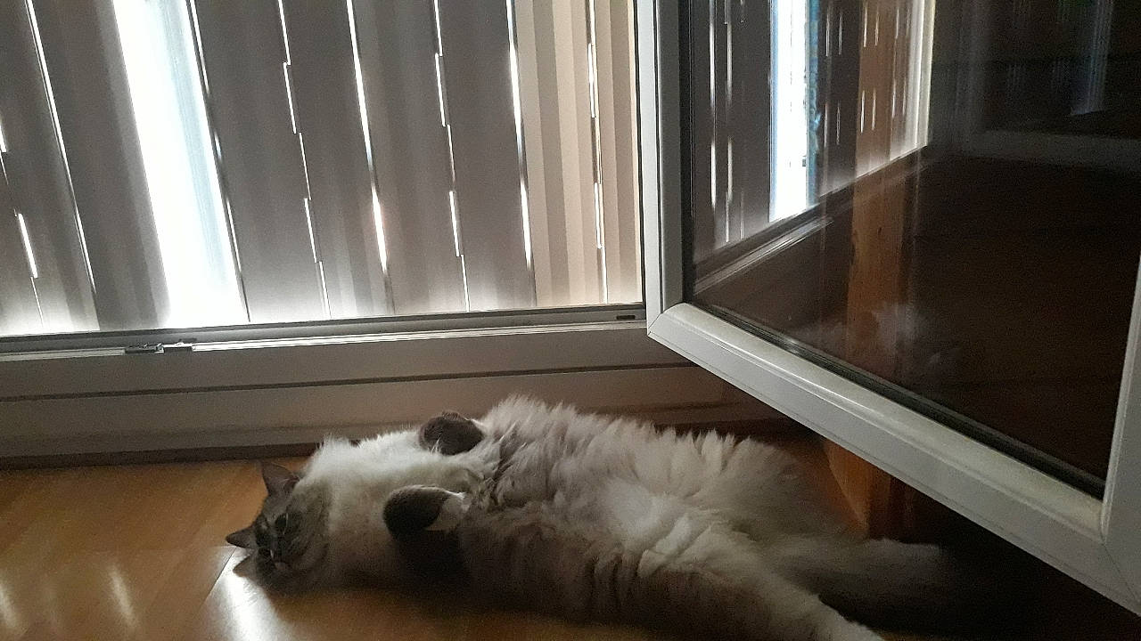 Olliver participe au concours pour gagner de l'argent avec cette photo : canidae, carnivore, cat, dog, dog_breed, felidae, floor, hardwood, mammal, persian, ragdoll, small_to_medium_sized_cats, sporting_group, tibetan_terrier, vertebrate, west_highland_white_terrier, whiskers