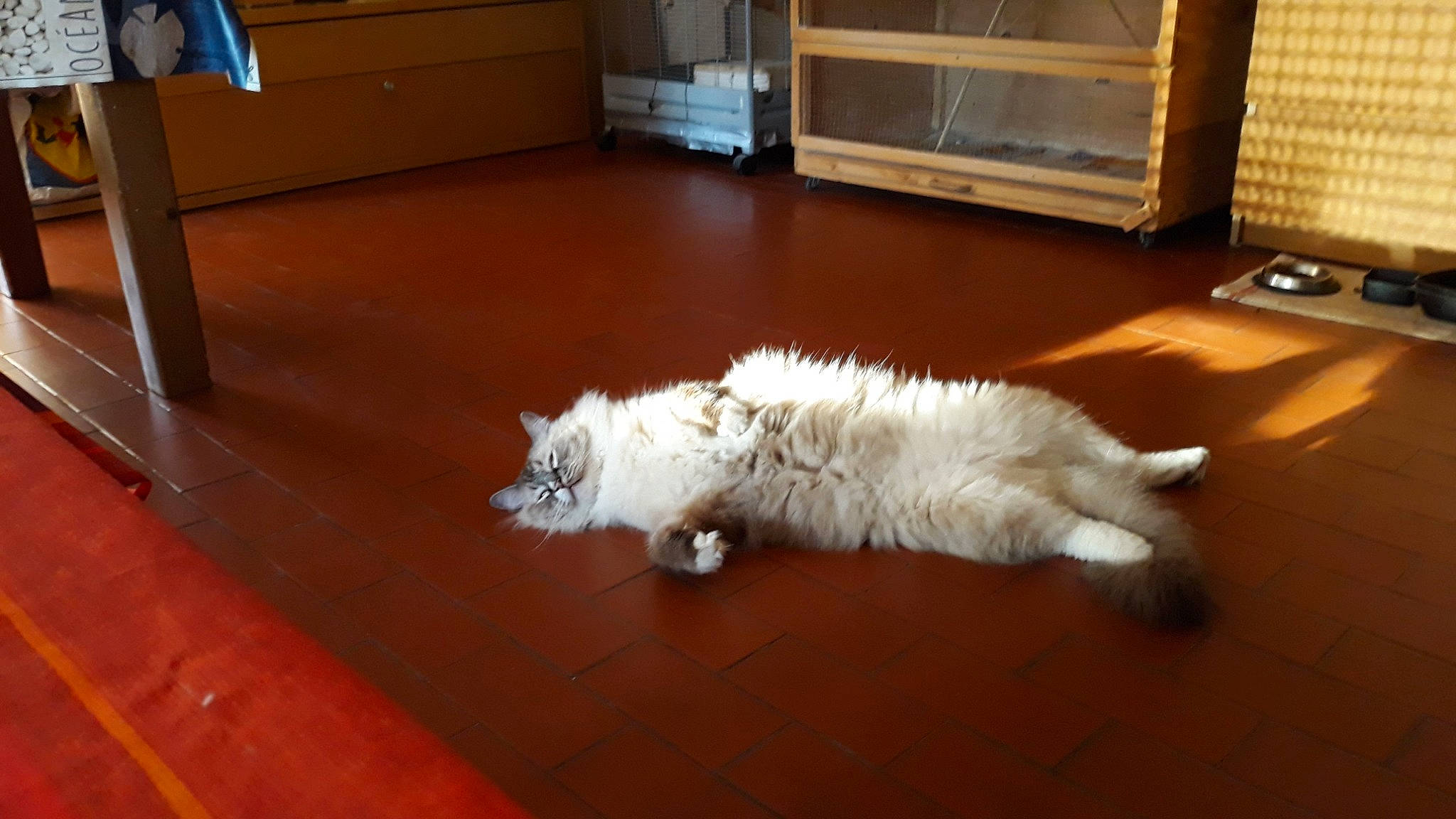 Olliver participe au concours pour gagner de l'argent avec cette photo : american_curl, british_longhair, carnivore, cat, domestic_long_haired_cat, felidae, floor, flooring, fur, hardwood, mammal, persian, ragamuffin, ragdoll, selkirk_rex, small_to_medium_sized_cats, west_highland_white_terrier, whiskers, wood, wood_flooring