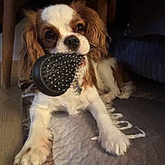 Adèle a rejoint le concours — aidez-le/la à gagner de superbes lots ! dog, cavalier_king_charles_spaniel, pet, hairbrush, indoor, carpet, floor, fur, animal, canine, cute, lying_down, playing, table, paw, brown, white, ears, nose, expression