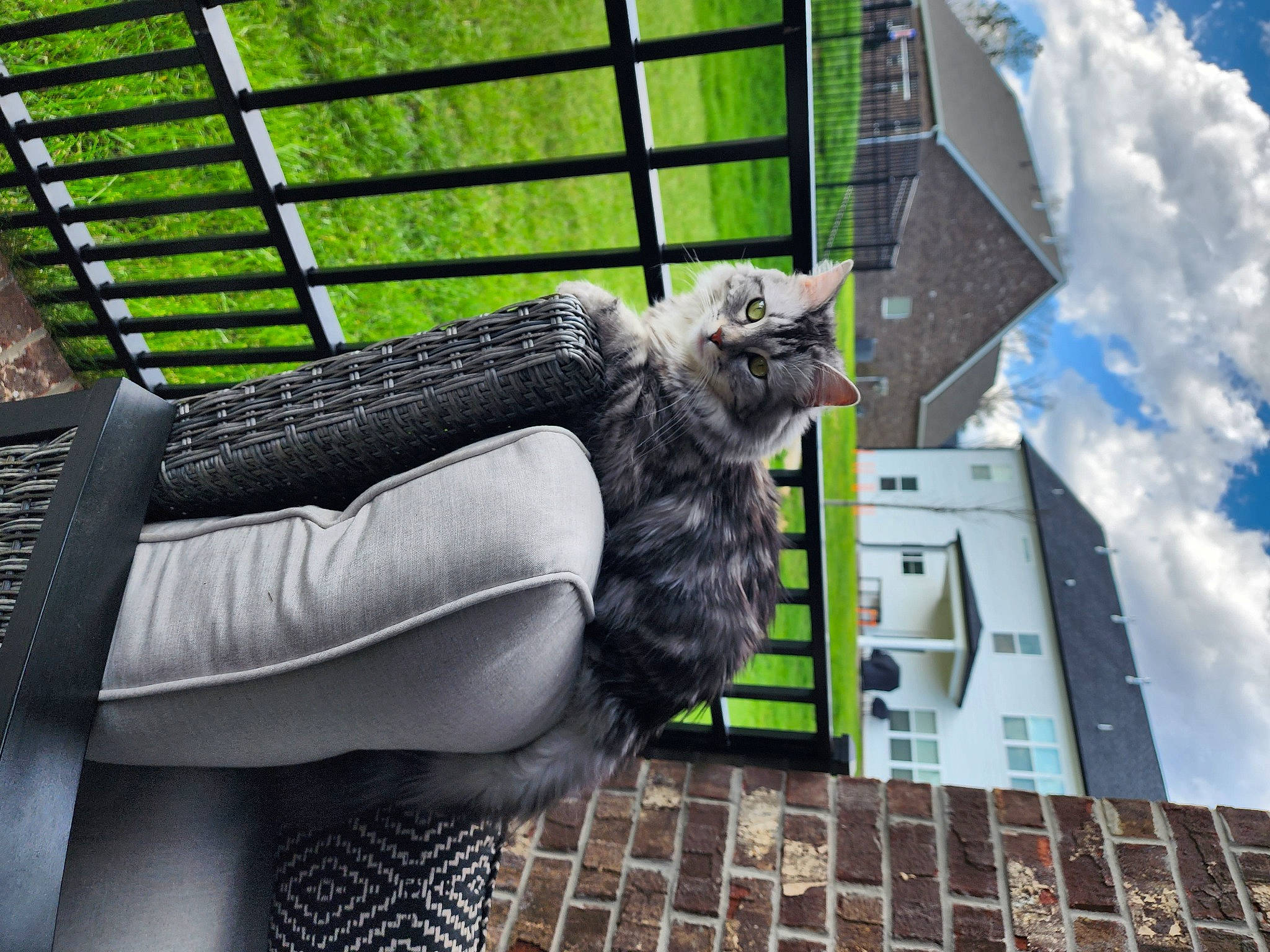 Dorothy Rose joined the competition — help win amazing prizes! art, brick, building, city, cloud, condominium, facade, fur, glove, grass, human_leg, leisure, line, monument, pattern, sky, tail, tower_block, urban_design, wood