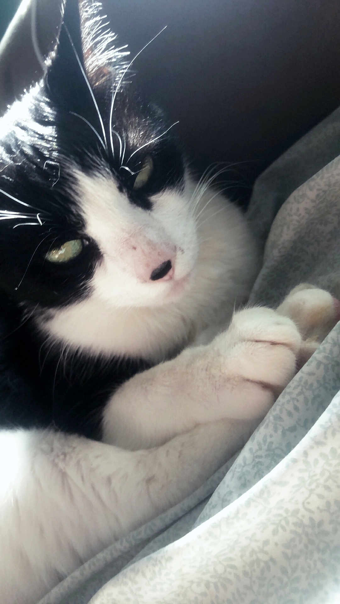 Kitty