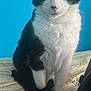 Kitty is registered to the contest to win money with this photo: animal, bedspread, black_and_white, blue_wall, calm, cat, closeup, domestic_cat, ears, feline, fur, indoor, looking, paws, pet, portrait, sitting, striped, tail, whiskers