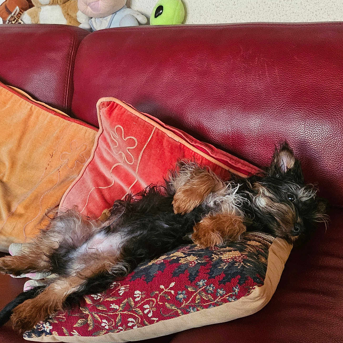 Oslo participe au concours pour gagner de l'argent avec cette photo : airedale, animal, architecture, building, canine, chair, couch, cushion, dog, furniture, homedecor, indoors, livingroom, person, pet, pillow, puppy, room, sleeping, terrier