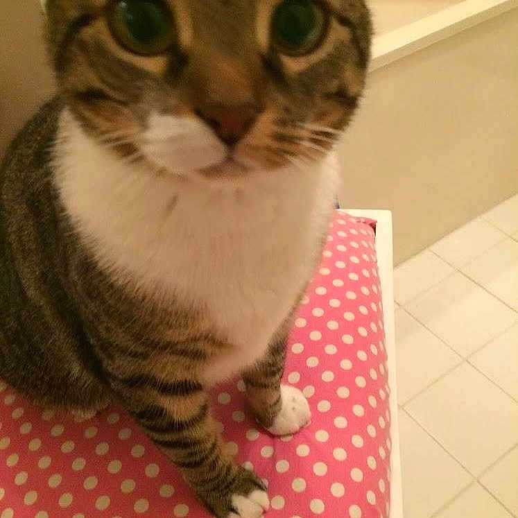 Harper joined the competition — help win amazing prizes!