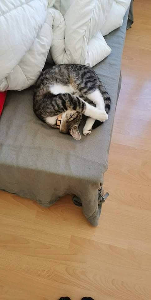 Oréo a rejoint le concours — aidez-le/la à gagner de superbes lots ! carnivore, cat, comfort, domestic_short_haired_cat, felidae, floor, flooring, fur, grey, hardwood, laminate_flooring, plywood, room, small_to_medium_sized_cats, tail, varnish, whiskers, wood, wood_flooring, wood_stain