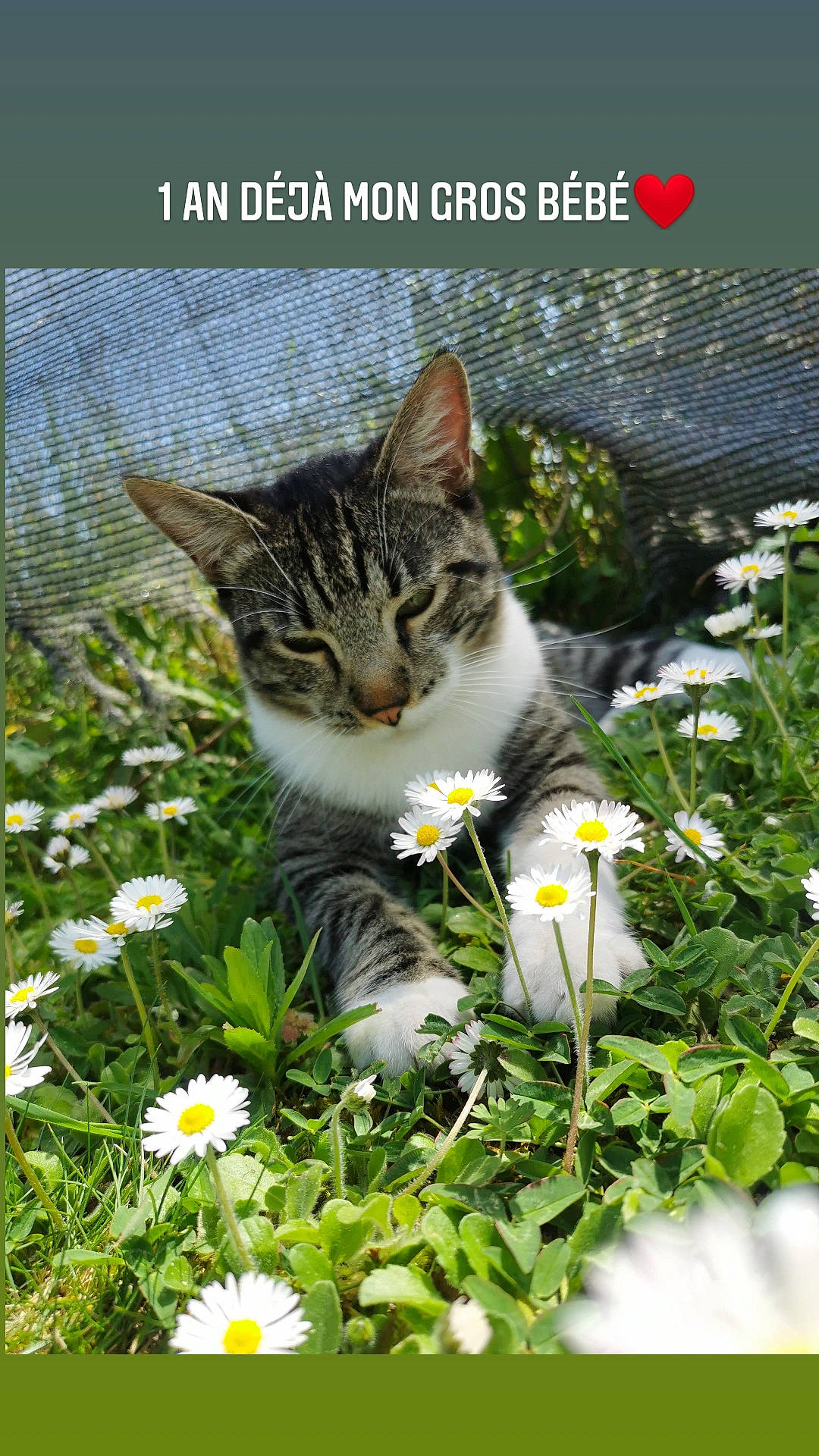 Oréo participe au concours pour gagner de l'argent avec cette photo : botany, camomile, carnivore, cat, felidae, flower, flowering_plant, grass, groundcover, landscape, lawn, meadow, natural_landscape, nature, petal, photo_caption, plant, small_to_medium_sized_cats, vegetation, whiskers