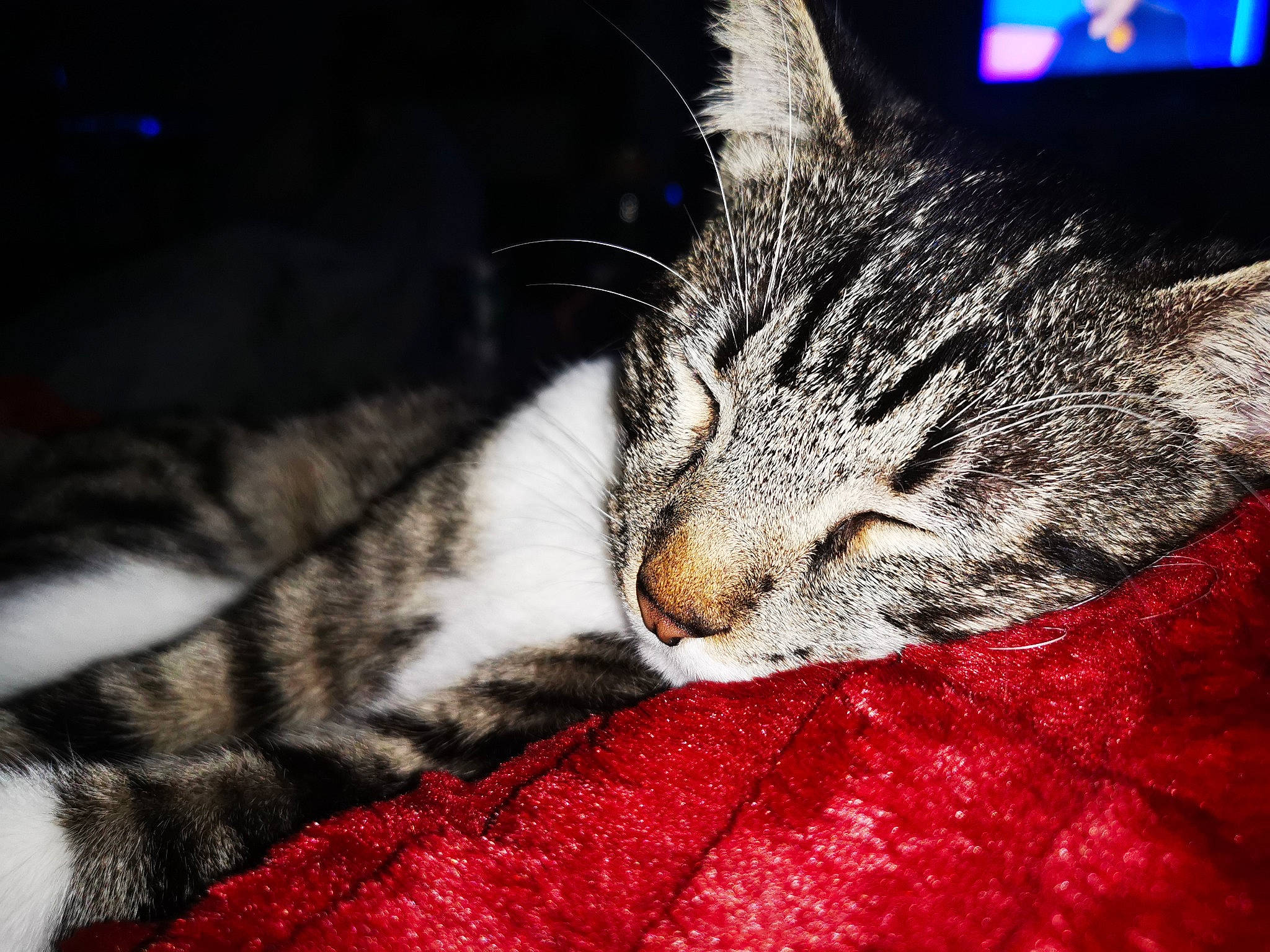 Oréo a rejoint le concours — aidez-le/la à gagner de superbes lots ! carnivore, cat, claw, close_up, comfort, darkness, domestic_short_haired_cat, ear, felidae, fur, nap, night, paw, sleep, small_to_medium_sized_cats, snout, tail, whiskers