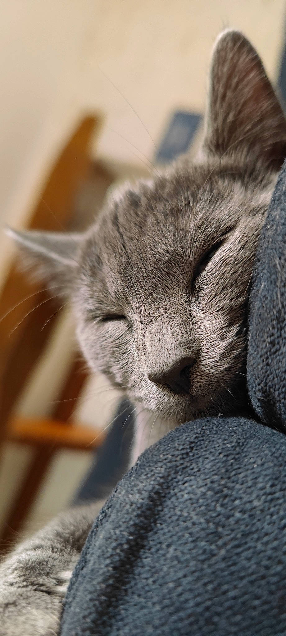 Leïa a rejoint le concours — aidez-le/la à gagner de superbes lots ! carnivore, cat, claw, close_up, comfort, domestic_short_haired_cat, ear, felidae, fur, grey, nap, paw, russian_blue, small_to_medium_sized_cats, snout, tail, terrestrial_animal, whiskers