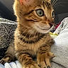 kitten, cat, tabby, fur, whiskers, ears, paws, claws, bed, blanket, cozy, indoor, cute, pet, animal, young, curious, closeup, portrait, feline