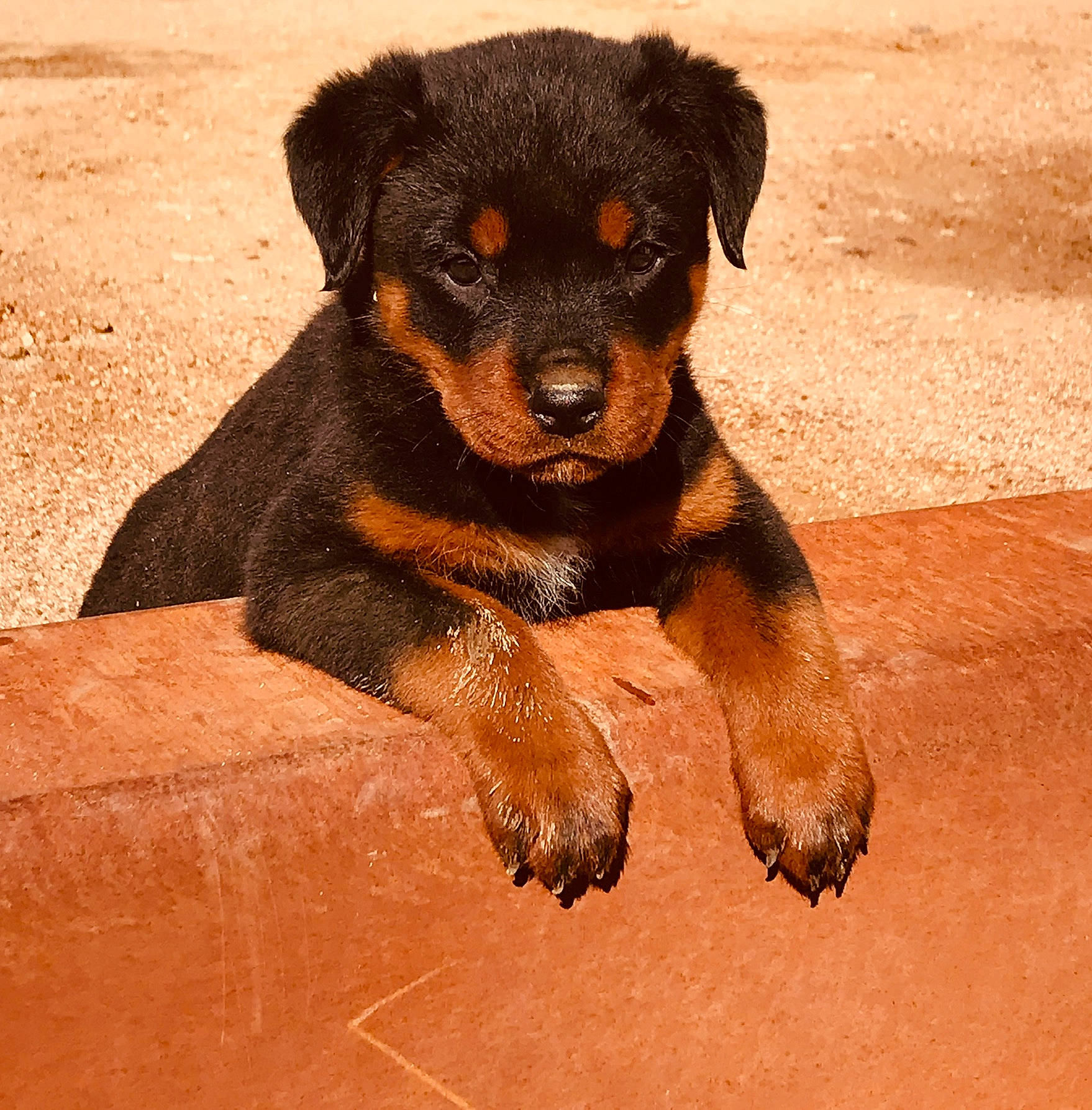 Roxy joined the competition — help win amazing prizes! carlin_pinscher, carnivore, companion_dog, dog, dog_breed, fur, guard_dog, hunting_dog, paw, puppy, rottweiler, terrestrial_animal, working_animal, working_dog