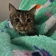 Nala joined the competition — help win amazing prizes! cat, tabby_cat, pet, blanket, fabric, whiskers, ears, eyes, nose, face, human_chin, person, cozy, indoor, wall, fur, portrait, closeup, cute, bedtime