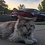 Biscuit joined the competition — help win amazing prizes! cat, fluffy, outdoor, sunset, car, driveway, concrete, animal, pet, fur, collar, quiet, suburban, nature, trees, vehicle, resting, evening, calm, closeup