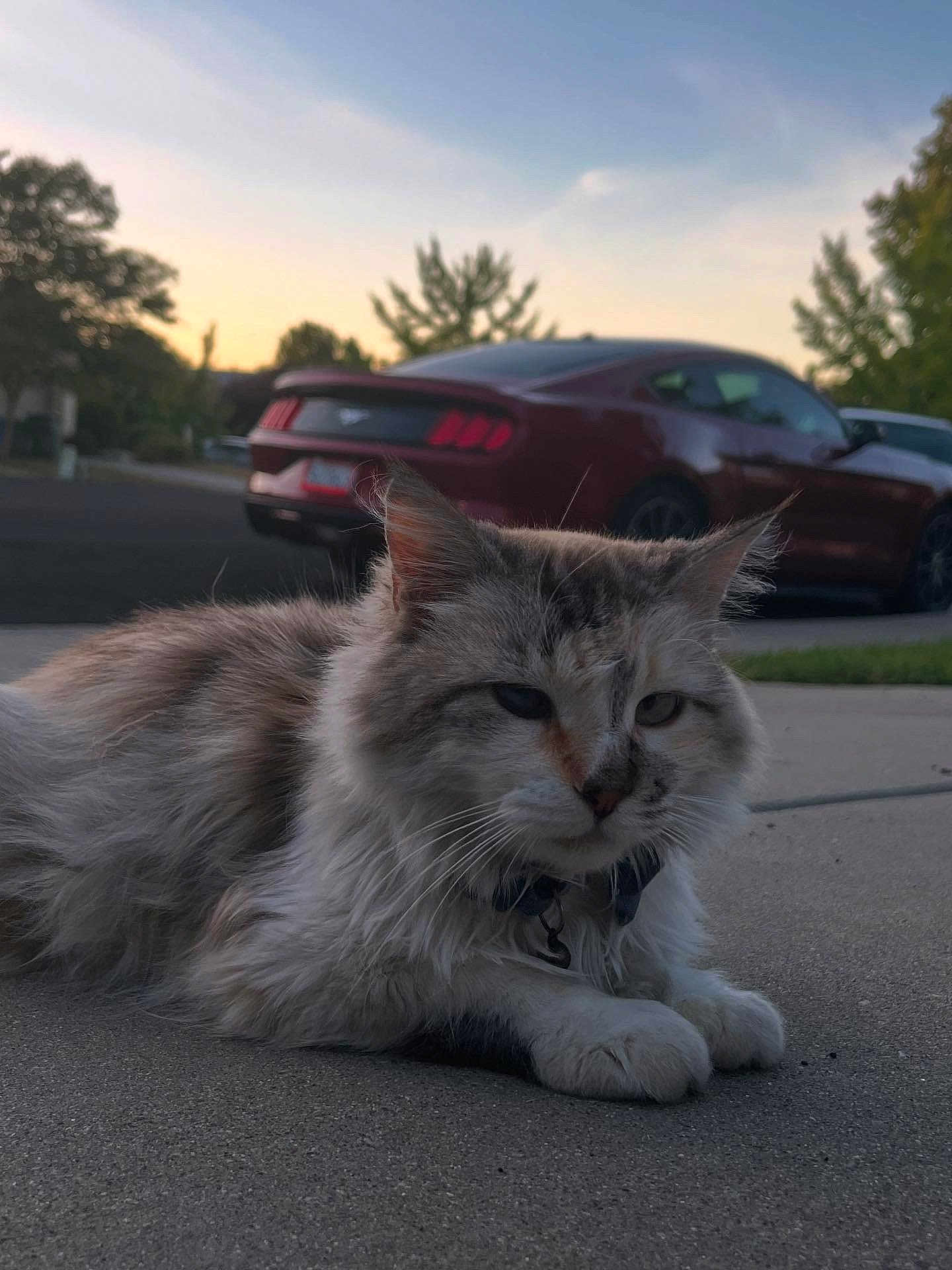 Biscuit joined the competition — help win amazing prizes! cat, fluffy, outdoor, sunset, car, driveway, concrete, animal, pet, fur, collar, quiet, suburban, nature, trees, vehicle, resting, evening, calm, closeup