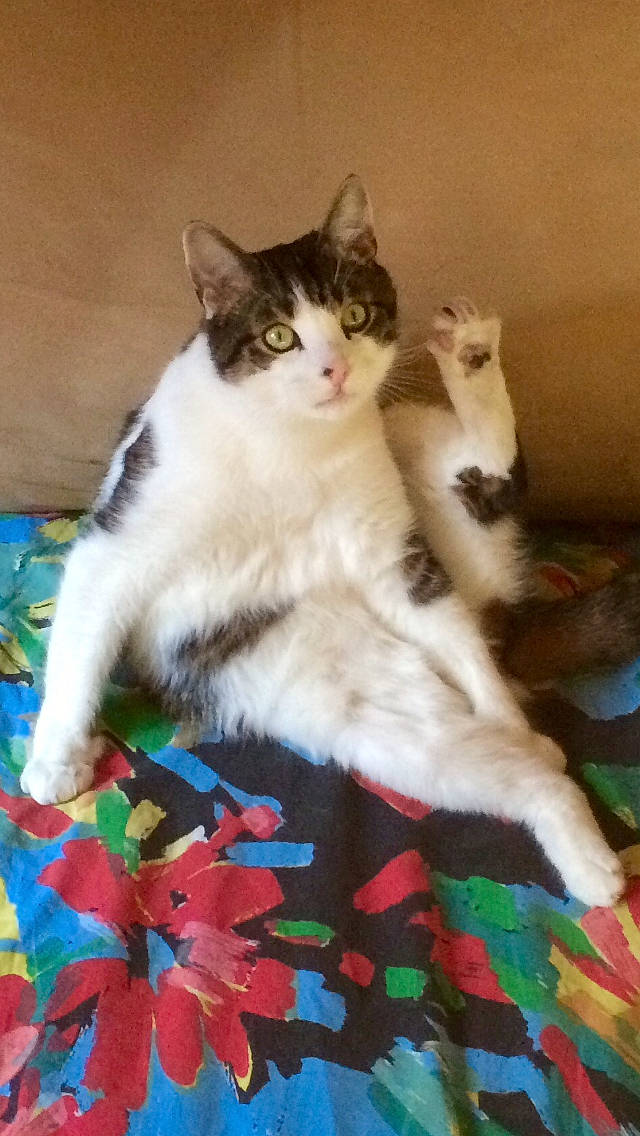 Chiffon a rejoint le concours — aidez-le/la à gagner de superbes lots ! aegean_cat, carnivoran, cat, cat_like_mammal, domestic_short_haired_cat, european_shorthair, kitten, maine_coon, norwegian_forest_cat, ragdoll, small_to_medium_sized_cats, tail, whiskers